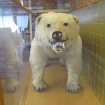 白熊の剥製